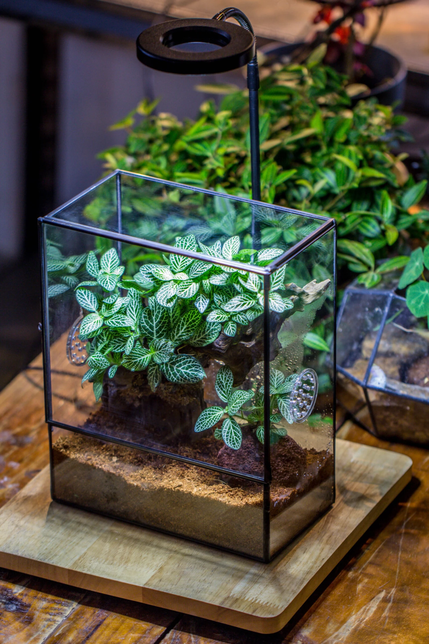 Close Geometric Glass Tin Terrarium With 3 Vents , 8x10" With Side Door, For Insects, Snail , Spider, Micro Landscape -with White Light Set 16 Close Geometric Glass Tin Terrarium With 3 Vents , 8x10" With Side Door, For Insects, Snail , Spider, Micro Landscape -with White Light Set - Image 14