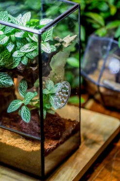 Close Geometric Glass Tin Terrarium With 3 Vents , 8x10" With Side Door, For Insects, Snail , Spider, Micro Landscape -with White Light Set 36 Close Geometric Glass Tin Terrarium With 3 Vents , 8x10" With Side Door, For Insects, Snail , Spider, Micro Landscape -with White Light Set -Terrarium Plant Hub IMG 9064 22ea42aa 93f5 4a01 9240 ed32444ab03a
