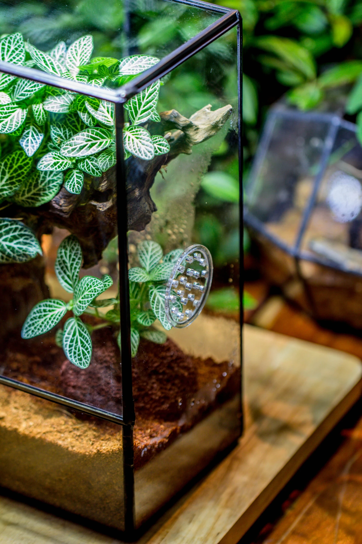 Close Geometric Glass Tin Terrarium With 3 Vents , 8x10" With Side Door, For Insects, Snail , Spider, Micro Landscape -with White Light Set 17 Close Geometric Glass Tin Terrarium With 3 Vents , 8x10" With Side Door, For Insects, Snail , Spider, Micro Landscape -with White Light Set - Image 15