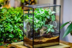 Close Geometric Glass Tin Terrarium With 3 Vents , 8x10" With Side Door, For Insects, Snail , Spider, Micro Landscape -with White Light Set 37 Close Geometric Glass Tin Terrarium With 3 Vents , 8x10" With Side Door, For Insects, Snail , Spider, Micro Landscape -with White Light Set -Terrarium Plant Hub IMG 9066