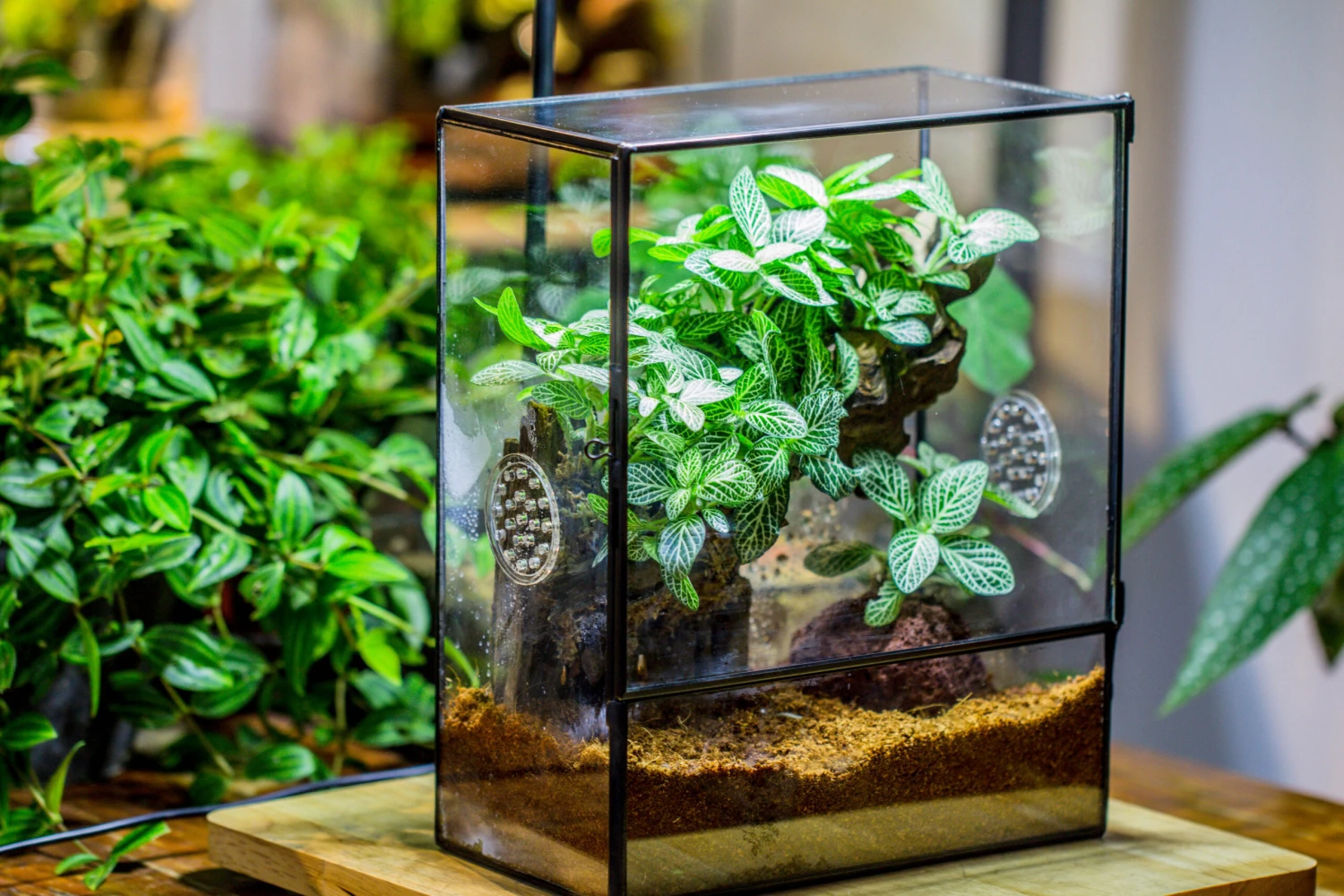 Close Geometric Glass Tin Terrarium With 3 Vents , 8x10" With Side Door, For Insects, Snail , Spider, Micro Landscape -with White Light Set 18 Close Geometric Glass Tin Terrarium With 3 Vents , 8x10" With Side Door, For Insects, Snail , Spider, Micro Landscape -with White Light Set - Image 16