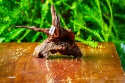 Driftwood For Moss Terrarium, Miniature, Micro Landscape, H8003 -Terrarium Plant Hub IMG 9066 d78a528b 2fdf 49b2 a8cb 7459da467f86