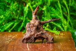 Driftwood For Moss Terrarium, Miniature, Micro Landscape, H8003 -Terrarium Plant Hub IMG 9067 bd787b21 1d19 4fbb 862e 7e5ea80e89ca