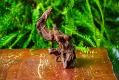 Driftwood For Moss Terrarium, Miniature, Micro Landscape, H8003 -Terrarium Plant Hub IMG 9068 f6b0e44f 3f8c 4263 b881 dffda0935b7c