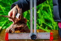 Driftwood For Moss Terrarium, Miniature, Micro Landscape, H8003 -Terrarium Plant Hub IMG 9069 c3f9eeaf 6804 4728 ba33 16e0f007013a