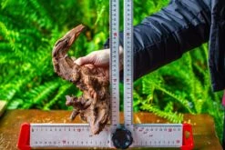 Driftwood For Moss Terrarium, Miniature, Micro Landscape, H8003 -Terrarium Plant Hub IMG 9070