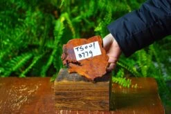 Driftwood For Moss Terrarium, Miniature, Micro Landscape,TS001 -Terrarium Plant Hub IMG 9072 bc3a65d5 5604 444f 8ecc b1d9231f2c5d