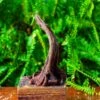 Driftwood For Moss Terrarium, Miniature, Micro Landscape,TS001 1 Driftwood For Moss Terrarium, Miniature, Micro Landscape,TS001 -Terrarium Plant Hub IMG 9073 2