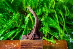 Driftwood For Moss Terrarium, Miniature, Micro Landscape,TS001 -Terrarium Plant Hub IMG 9073 dfe74770 2ba9 489d b8eb b8cae76c71e2