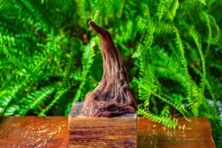 Driftwood For Moss Terrarium, Miniature, Micro Landscape,TS001 -Terrarium Plant Hub IMG 9074