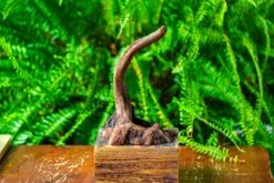 Driftwood For Moss Terrarium, Miniature, Micro Landscape,TS001 -Terrarium Plant Hub IMG 9075 988851a6 769d 495c a285 2ba18506a0dc