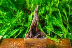 Driftwood For Moss Terrarium, Miniature, Micro Landscape,TS001 -Terrarium Plant Hub IMG 9076 745dbfdb 02e1 4e8c 9535 ec41d3912dac