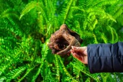 Driftwood For Moss Terrarium, Miniature, Micro Landscape,TS001 -Terrarium Plant Hub IMG 9077 256c967e 867d 4b3f 87c5 8a101d690a6a