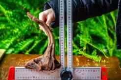 Driftwood For Moss Terrarium, Miniature, Micro Landscape,TS001 -Terrarium Plant Hub IMG 9078