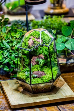Rainforest Terrarium Building DIY Set: Live Moss Wall Iregular Terrarium Building Kit With Matching LED Grow Light And Base -Terrarium Plant Hub IMG 9080