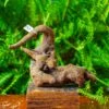 Driftwood For Moss Terrarium, Miniature, Micro Landscape,TS005 -Terrarium Plant Hub IMG 9080 7bd1a01f 99b9 4ab2 b023 844bda82de7a
