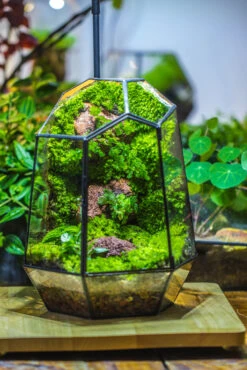 Rainforest Terrarium Building DIY Set: Live Moss Wall Iregular Terrarium Building Kit With Matching LED Grow Light And Base -Terrarium Plant Hub IMG 9083