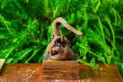 Driftwood For Moss Terrarium, Miniature, Micro Landscape,TS005 -Terrarium Plant Hub IMG 9083 9724a122 5eaa 4d8a a758 34478c669a78