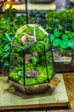 Rainforest Terrarium Building DIY Set: Live Moss Wall Iregular Terrarium Building Kit With Matching LED Grow Light And Base -Terrarium Plant Hub IMG 9084