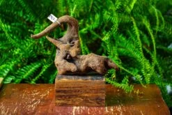 Driftwood For Moss Terrarium, Miniature, Micro Landscape,TS005 -Terrarium Plant Hub IMG 9084 a7440b56 677e 40aa bba7 2673f5a96a20