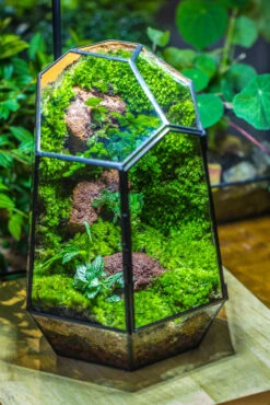 Rainforest Terrarium Building DIY Set: Live Moss Wall Iregular Terrarium Building Kit With Matching LED Grow Light And Base -Terrarium Plant Hub IMG 9085