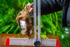 Driftwood For Moss Terrarium, Miniature, Micro Landscape,TS005 -Terrarium Plant Hub IMG 9086 64de7e75 532b 4937 bd65 94fdbed7da2c