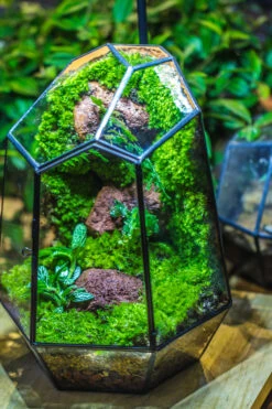 Rainforest Terrarium Building DIY Set: Live Moss Wall Iregular Terrarium Building Kit With Matching LED Grow Light And Base -Terrarium Plant Hub IMG 9087