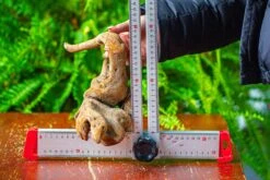 Driftwood For Moss Terrarium, Miniature, Micro Landscape,TS005 -Terrarium Plant Hub IMG 9087 44c9a1af 7b31 45a1 a9f6 1fb3d2a76510