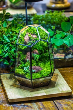 Rainforest Terrarium Building DIY Set: Live Moss Wall Iregular Terrarium Building Kit With Matching LED Grow Light And Base -Terrarium Plant Hub IMG 9088
