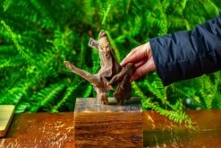 Driftwood For Moss Terrarium, Miniature, Micro Landscape,TS010 -Terrarium Plant Hub IMG 9093 1fbf5b55 97a0 46d8 a886 225164453359