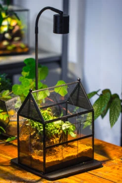 Handmade Terrarium With Light, House Shape Glass Geometric Terrarium With LED Light Set -Terrarium Plant Hub IMG 9097 035a1f78 a7f3 4317 93b3 5e832b1bddb9