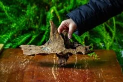 Driftwood For Moss Terrarium, Miniature, Micro Landscape,TS011 -Terrarium Plant Hub IMG 9097 d2c50e4e 9754 4690 a870 83f557df49a2