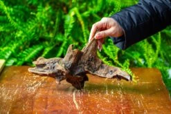 Driftwood For Moss Terrarium, Miniature, Micro Landscape,TS011 -Terrarium Plant Hub IMG 9099 d4c1693c 0199 4701 8384 b94f8277bac9