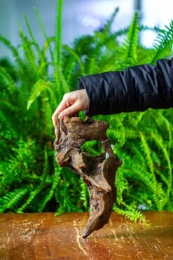 Driftwood For Moss Terrarium, Miniature, Micro Landscape,TS011 -Terrarium Plant Hub IMG 9101 46660ff0 6779 4116 9f05 d759b8d00942