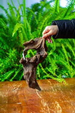 Driftwood For Moss Terrarium, Miniature, Micro Landscape,TS011 -Terrarium Plant Hub IMG 9102 a9f8f158 ffe3 4daf ab19 f88fb70f7c78