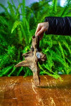 Driftwood For Moss Terrarium, Miniature, Micro Landscape,TS011 -Terrarium Plant Hub IMG 9104