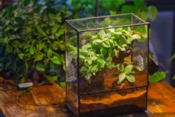 Close Geometric Glass Tin Terrarium With 3 Vents , 8x10" With Side Door, For Insects, Snail , Spider, Micro Landscape -with Warm Light Set -Terrarium Plant Hub IMG 9105 2 30ee4dd2 db1d 4e98 8740 3e2483655b17
