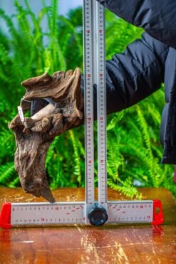 Driftwood For Moss Terrarium, Miniature, Micro Landscape,TS011 -Terrarium Plant Hub IMG 9105 81de32ea 1e0b 4e34 9b75 7b18cac2b6ea