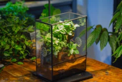 Close Geometric Glass Tin Terrarium With 3 Vents , 8x10" With Side Door, For Insects, Snail , Spider, Micro Landscape -with Warm Light Set -Terrarium Plant Hub IMG 9106 8a231271 fddc 4485 a7ef 01a611f43231