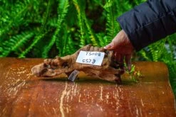 Driftwood For Moss Terrarium, Miniature, Micro Landscape,TS008 -Terrarium Plant Hub IMG 9107 71b1d2d3 5999 4ac3 a9bd 9da2e01e75ff