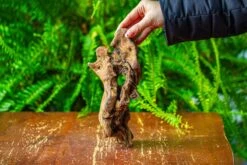 Driftwood For Moss Terrarium, Miniature, Micro Landscape,TS008 -Terrarium Plant Hub IMG 9108 b0ff8995 0b9c 4a02 9289 f06209a7938b