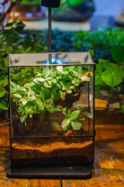 Close Geometric Glass Tin Terrarium With 3 Vents , 8x10" With Side Door, For Insects, Snail , Spider, Micro Landscape -with Warm Light Set -Terrarium Plant Hub IMG 9109 8fbbfd81 8e67 492a be86 e001341f86bc