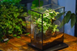 Close Geometric Glass Tin Terrarium With 3 Vents , 8x10" With Side Door, For Insects, Snail , Spider, Micro Landscape -with Warm Light Set -Terrarium Plant Hub IMG 9111 8c544035 e96c 4482 b662 3e641dc6319b