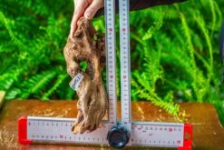 Driftwood For Moss Terrarium, Miniature, Micro Landscape,TS008 -Terrarium Plant Hub IMG 9112 5d30b3cd b5bd 453a 987c 0819da668e09