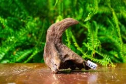 Driftwood For Moss Terrarium, Miniature, Micro Landscape,TS009 -Terrarium Plant Hub IMG 9118 a8247ebf a9b7 4c2e b313 3ea6a1f29d2f