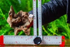 Driftwood For Moss Terrarium, Miniature, Micro Landscape,TS009 -Terrarium Plant Hub IMG 9120 039ca16b a0fe 4935 804b 0b10d130e813