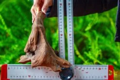 Driftwood For Moss Terrarium, Miniature, Micro Landscape,TS009 -Terrarium Plant Hub IMG 9121