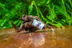 Driftwood For Moss Terrarium, Miniature, Micro Landscape,TS003 -Terrarium Plant Hub IMG 9122 59877577 2e0b 4033 ae45 2f05bdbb4bb7