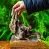 Driftwood For Moss Terrarium, Miniature, Micro Landscape,TS003 -Terrarium Plant Hub IMG 9123 2
