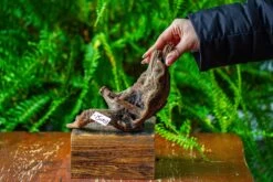 Driftwood For Moss Terrarium, Miniature, Micro Landscape,TS003 -Terrarium Plant Hub IMG 9125